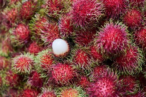 rambolan|How to grow rambutan – Agriculture Monthly.